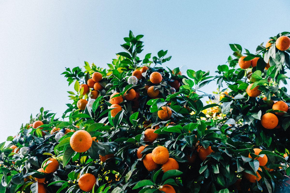 Titelbild zu „Investition in Plantagen und Orangenrente kassieren“